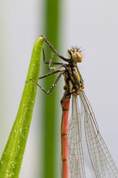 large red damselfly