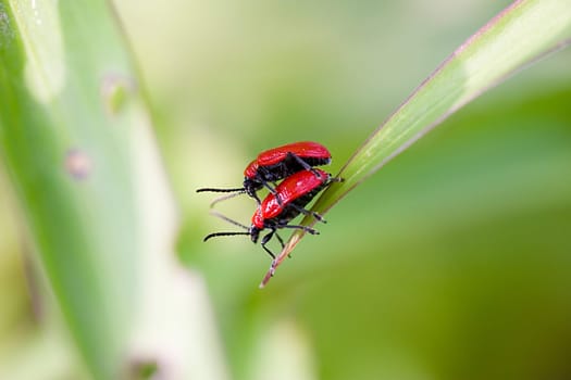 The dung critters eat my lilies,but they look beautiful,you have to give them that.