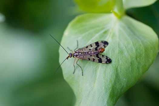 Male scorpion fly
