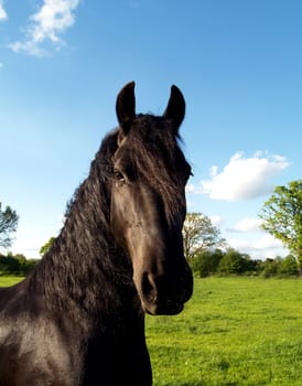 Frisian