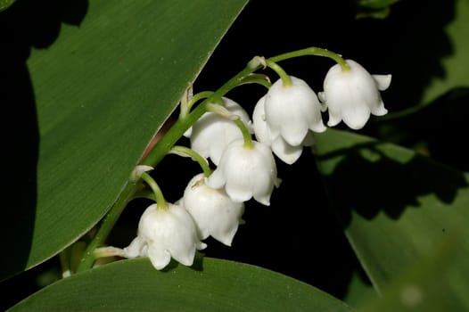 Convallaria majalis