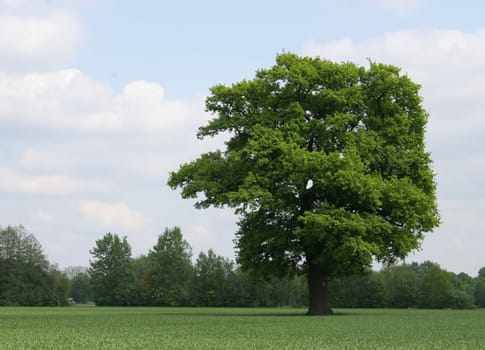 for those who like trees.... Wish you all a nice week. :-) LG Bea