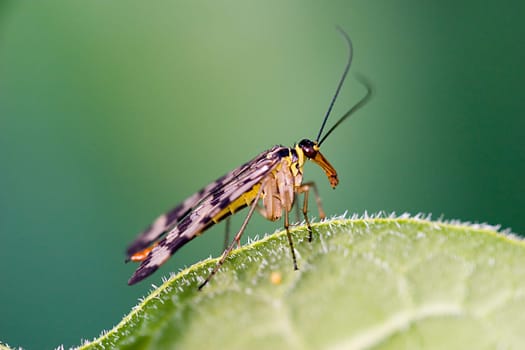 Scorpion flies belong to the genus of Beaked wings and are extremely useful because they are almost pure scavengers. They feed on dead insects and are very shy insects.