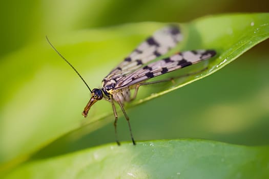 female scorpion fly