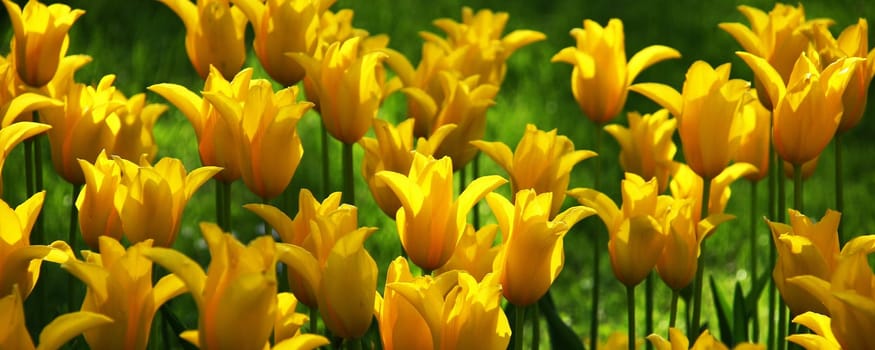 the slightly different format... of course I also have it in full format..... intended for all tulip fans and those who want to become one