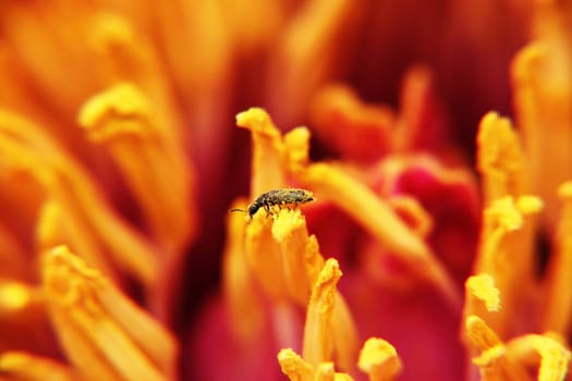 pollinated
