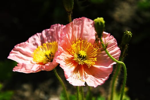 Poppy