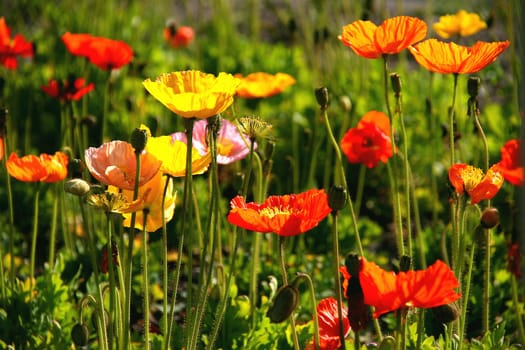 Poppy
