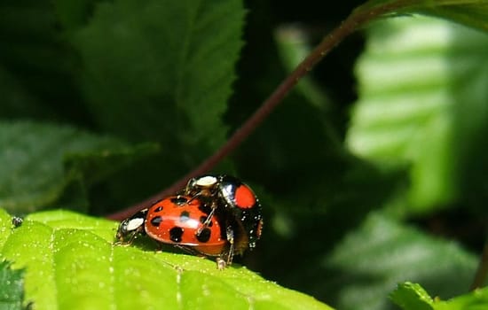 Piggyback