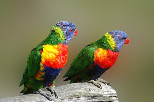The loris form a large family of parrots,which includes over 50 species. They are very colorful birds with striking colors,often strong red is predominant. The most colorful among the loris are the mountain lori. Despite the bold colors