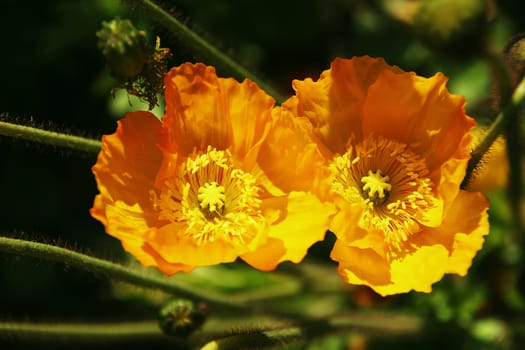 yellow poppy