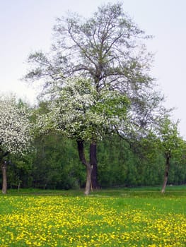 Summer meadow