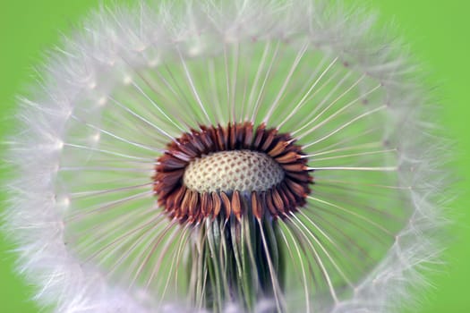 Dandelion 5
