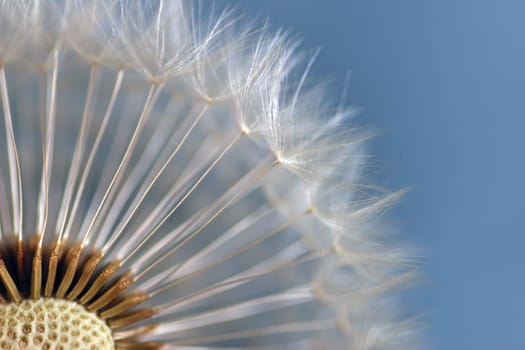 Dandelion 6