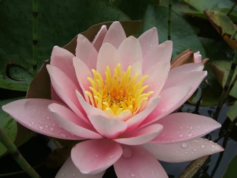 Water Lily Rose