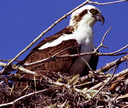 ------------------- scan from negative--------------------photographed analog without AF with zoom 300mm and 2x extender in the Everglades in Florida