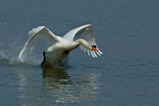 Landing manoeuvres (1)