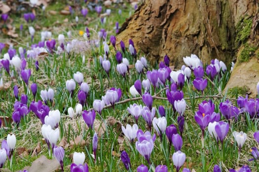 Crocus meadow around a tree