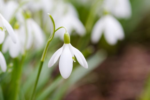 snowdrop
