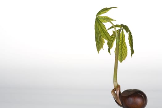 Chestnut that has sprouted