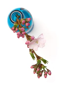 Spring bloom