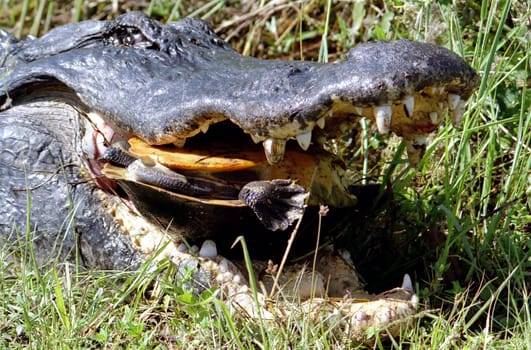 Scan from Negative---Taken in the Everglades,Florida in the wild. The alligator is eating a turtle. The teeth act like a nutcracker.