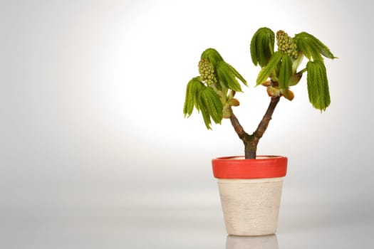 Branch of a chestnut tree in a flower pot with a cone of light from behind