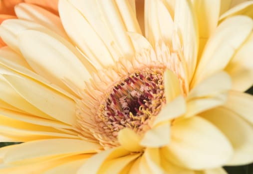 Gerbera Yellow IV