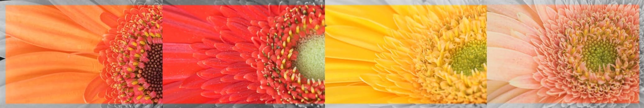 Collection Gerbera