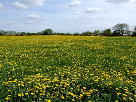 Dandelions in abundance