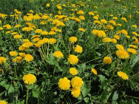 Dandelion