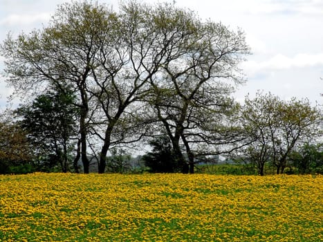Dandelion in quantities