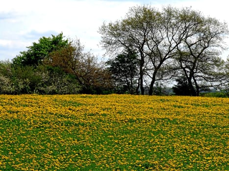 Dandelions in front of a shrub backdrop