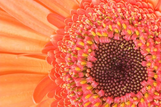 Gerbera Red II