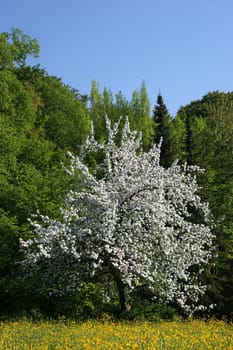 Apple tree