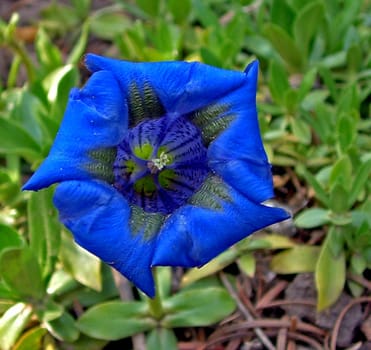 Gentian