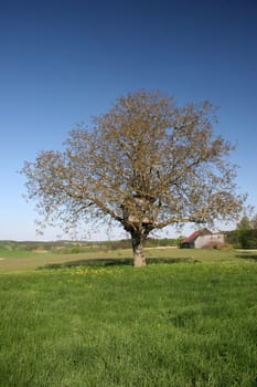 treehouse