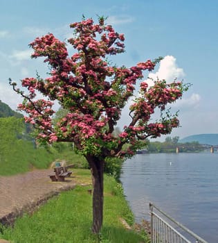 Blossom tree