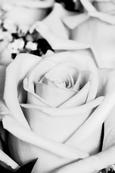 Rose II