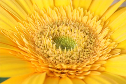 yellow gerbera again