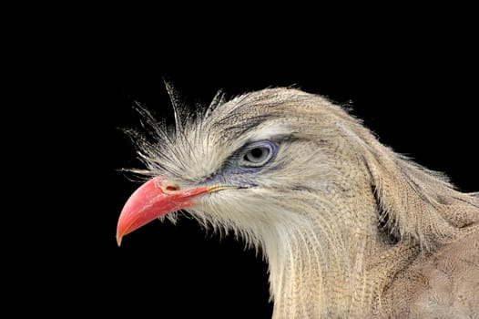 Can someone help me with the name of the skeptical-looking bird,unfortunately I don't know the name.