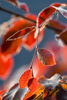 Young copper beech leaves in backlight 2