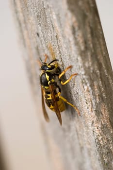 The wasps gnaw off the surface of my teak furniture to build their nests from the collected wood material