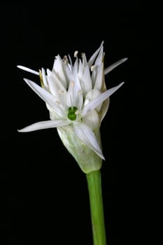 Ramsons