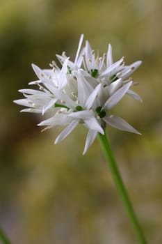 Ramsons