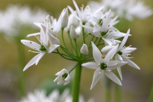 Ramsons
