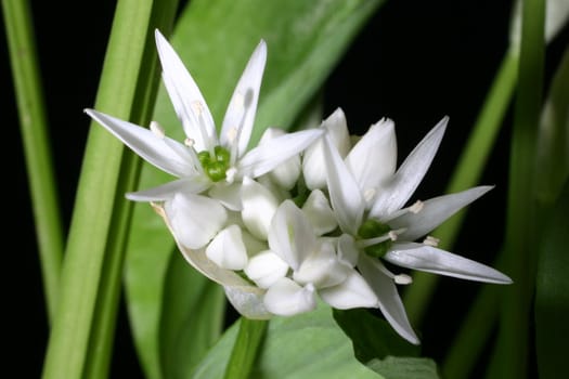 Ramsons