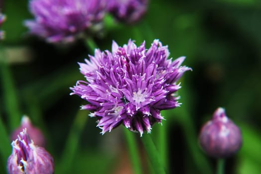 Chives