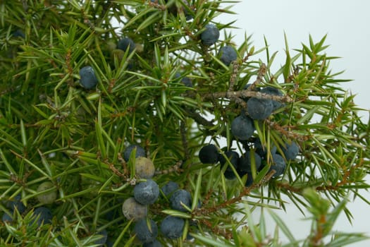 Juniper