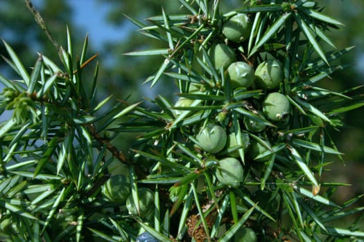 Juniper